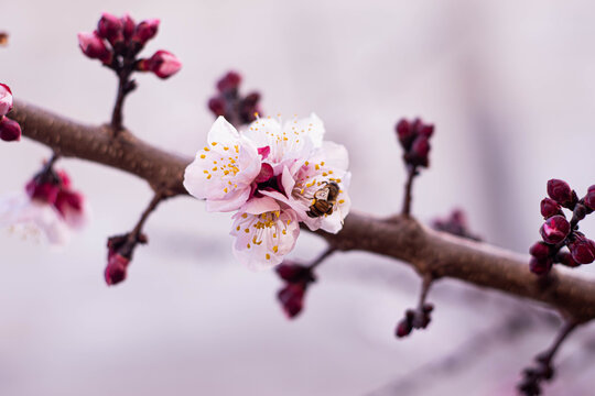 Flores con abeja