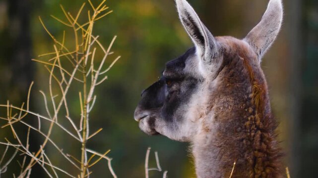 Close up guanaco head standing around on a sunny autumn day watching
