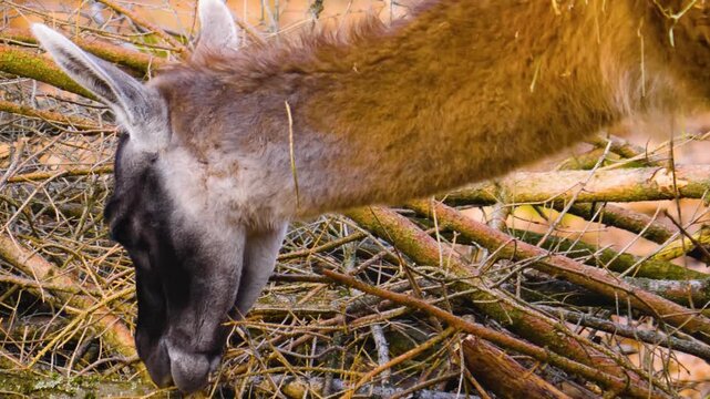 Close up guanaco head standing around on a sunny autumn day searching for food