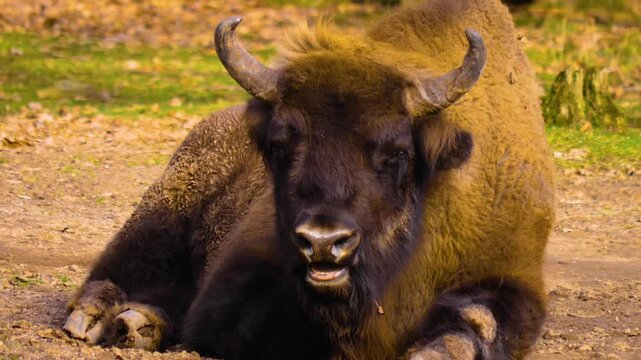 Close up of Bison laying on the ground looking around on a sunny day in Autumn