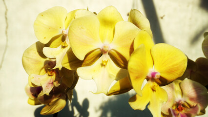 Obraz premium Close-up of yellow orchid flowers with pink centers, delicate petals highlighted against soft background.
