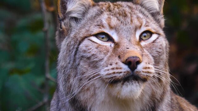 Close up of european Lynx cat or Bobcat moving around the forest on  cloudy spring day