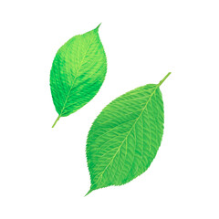 Fototapeta premium green leaves isolated on transparent background.