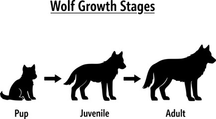 Obraz premium Wolf Growth Stages Silhouette Pup Juvenile Adult Wolf Life Cycle Vector Illustration