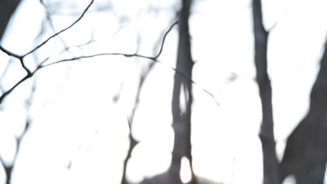 太陽を背景に森の中の冬枯れの木のシルエット
