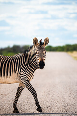 Obraz premium Zebra Crossing Dusty Gravel Road, Turned Head And Striking Stripes Framed By Open Plains, Midday Light