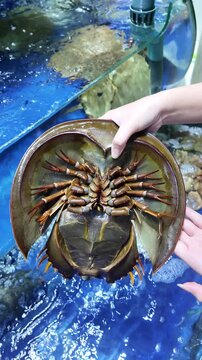 hand holding a horseshoe crab