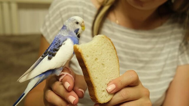 Owner woman feeding a budgie. Close-up. White blue budgerigar perching on the hand. Pet bird is eating white bread from human palm. Cozy Indoor Setting. Person is handfeeding a parrot in bright room