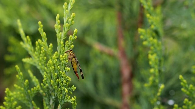 A scorpion fly sits on a thuja branch and scratches its whiskers