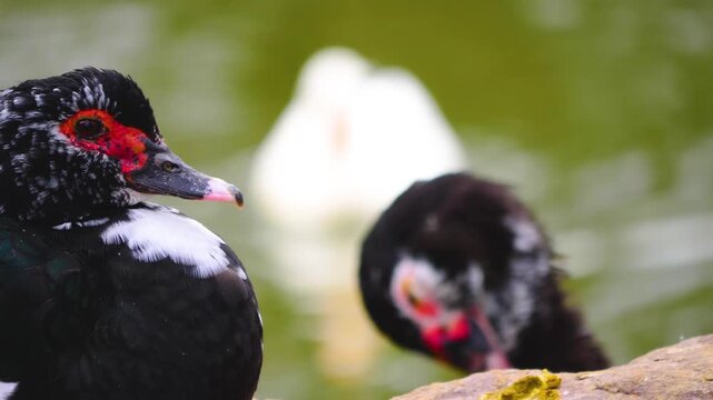 Close Up of two Muscovy Ducks resting beside a pond on a sunny spring day with other ducks swimming in the background