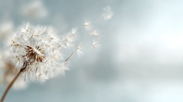Dandelion seeds blowing in the wind