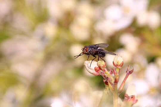 La mouche Elles sont tout simplement indispensables &agrave; la vie sur notre plan&egrave;te. En effet, elles servent de nourriture &agrave; de nombreuses esp&egrave;ces comme les araign&eacute;es et les oiseaux 