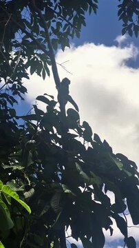 Detalhe de um sagui empoleirado em galho no bosque, em contraluz.
