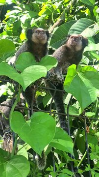 Dois saguis em primeiro plano, com outro sagui ao fundo, em um bosque cercado por cerca de metal.