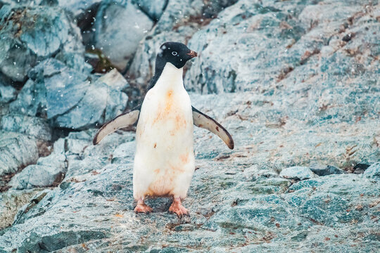 Ad&eacute;lie Penguin Standing on Ice-Covered Rocks in Antarctica - Wildlife Portrait of Pygoscelis Adeliae in Snowy Polar Conditions