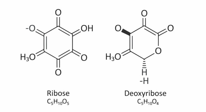 Chemical structures of ribose and deoxyribose molecules, displaying atomic configurations and formulas