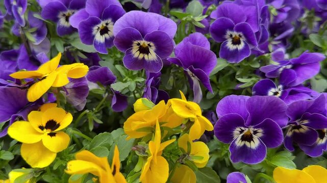 Viola pansies purple and yellow flowers.