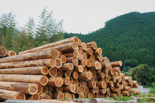 林業の現場に積み上げられた大量の丸太の山｜国産材の活用と木材産業・SDGs・脱炭素のイメージ