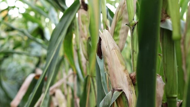 Close-up of a ripe corn cob in a field on a sunny day. Farmland: young corn in the process of growth. Concept of farming, harvest and natural products. Corn cob on a stalk among dense foliage