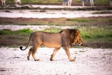 Male Lion Walking Across White Plain, Vigilant Patrol Under Warm Light, Distant Herbivores On Horizon, © 21AERIALS