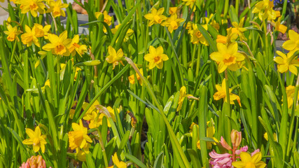 Fototapeta premium A vibrant display of yellow Narcissus with green leaves in spring. Blooming flowers in pots in market for spring gardening