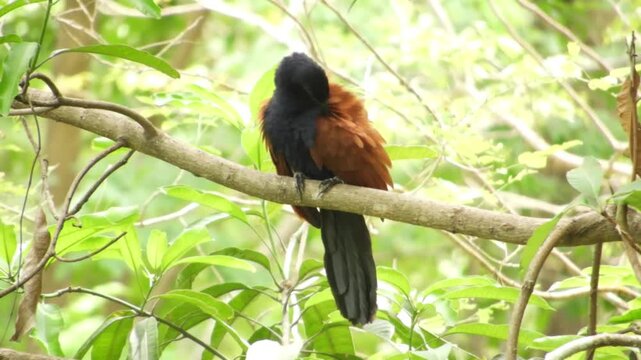 Greater Coucal Bird with Copper Wings Perched and Preening in Tropical Jungle