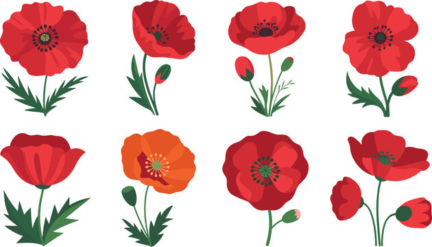 Red poppy flower vector illustration set, botanical floral collection with blooming poppies, buds and leaves, isolated decorative design for spring nature theme