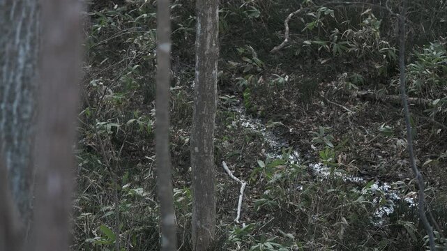 笹薮の中の小さな川のある冬枯れの森