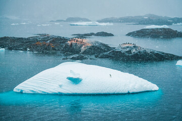 Lone Adélie Penguin on Floating Iceberg in Falling Snow with Colony in Background, Antarctica Climate Change and Wildlife Concept © Nick