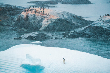 Solitary Adélie Penguin Standing on Edge of Iceberg During Polar Snowfall, Beautiful Antarctic Wildlife and Ice Landscape © Nick