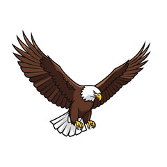 Fototapeta premium American bald eagle in flight illustration.