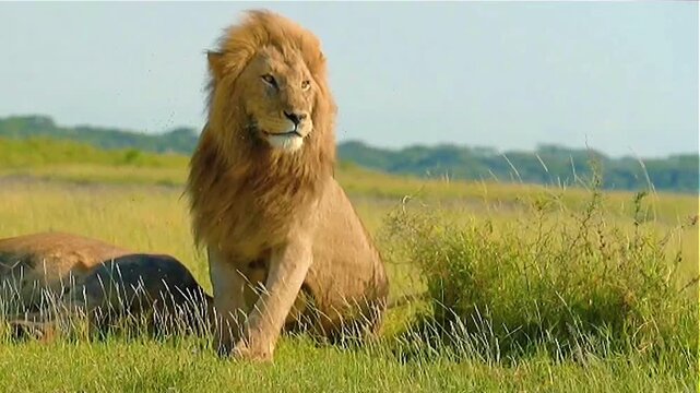 Male Lion Resting in African Savannah Grassland