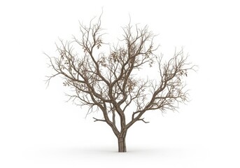 Fototapeta premium bare winter tree in foggy white background minimalist nature concept