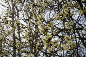 Fototapeta premium Celebrate spring with fluffy pussy willow catkins bursting with golden stamens. Perfect for seasonal branding, greeting cards, and nature-inspired design
