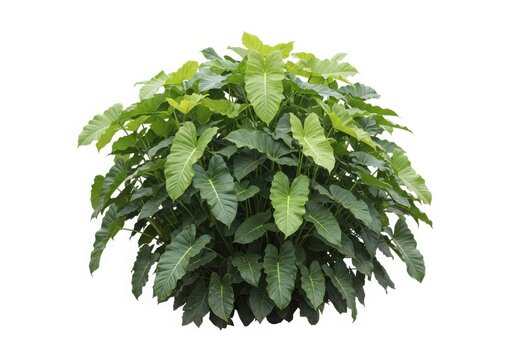 Lush green schefflera plant in round shape against white background