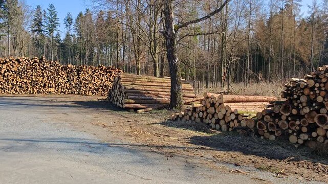 Pile of wood logs stored on parking area after logging waiting for transport by trucks