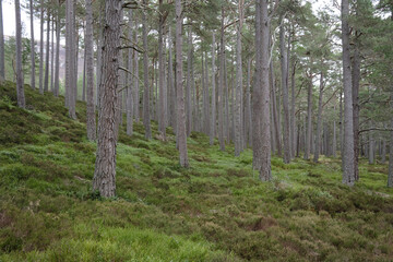 Obraz premium British landscapes