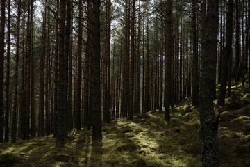 Obraz premium British landscapes