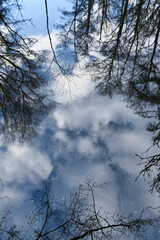 Obraz premium Mirror-like reflection of bare tree branches and blue cloudy sky on still water creating an abstract natural texture with soft light