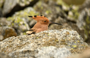 abubilla entre las rocas en primavera © Juan Pablo Fuentes S