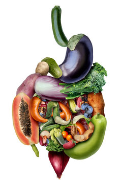 Dietary Fiber as a Diet and Gastroenterology bowel health medical concept of the digestive system including the esophagus intestines and rectum as a symbol for Gastroenterologists and to diagnose and 