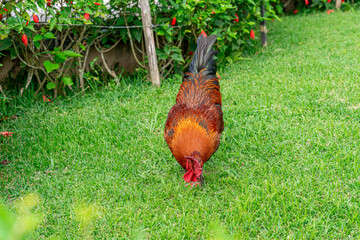 Fototapeta premium Rooster walking on green grass in rural farm setting, highlighting poultry farming, organic agriculture and traditional countryside life.