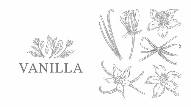 A vintage style botanical illustration showcases various stages of vanilla plant growth including flowers buds and leaves high quality professional detailed modern elegant stylish clean crisp