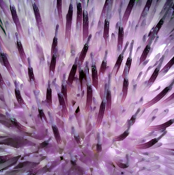 chardon en fleur