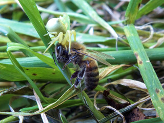 l'araignée mange l'abeille © MaChaPhotoGraphie