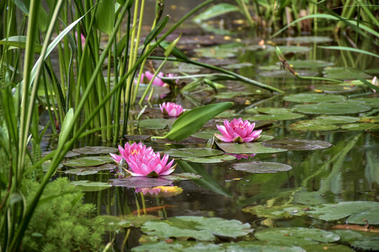 un lac au  n&eacute;nuphar