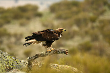 Fototapeta premium aguila real semiadulta en el campo