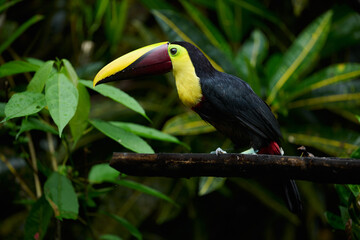 Naklejka premium Chestnut-mandibled toucan at a lodge in Costa Rica
