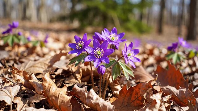 Hepatica flowers blooming on forest floor in early spring