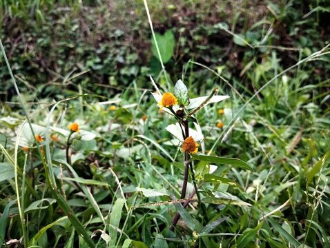 Close-up of Acmella oleracea flower, commonly known as paracress or toothache plant